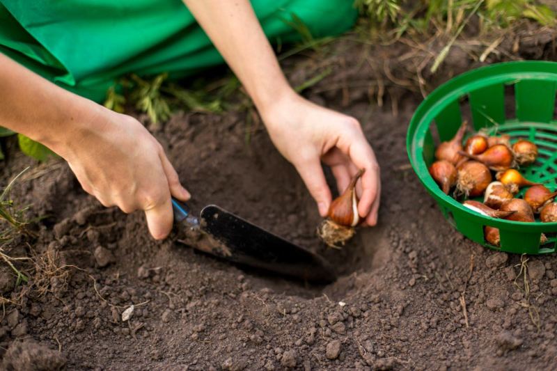 A person planting flower bulbs in soil using a small garden trowel, with a green basket of bulbs nearby.