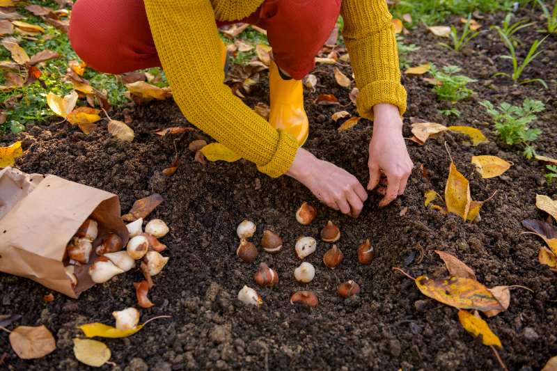 Woman planting tulip bulbs in a flower bed during a beautiful sunny autumn afternoon.