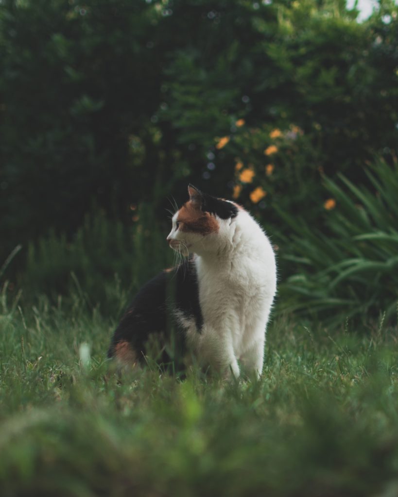 Cat in a yard