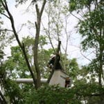 Best Time of Year to Trim, Prune Trees