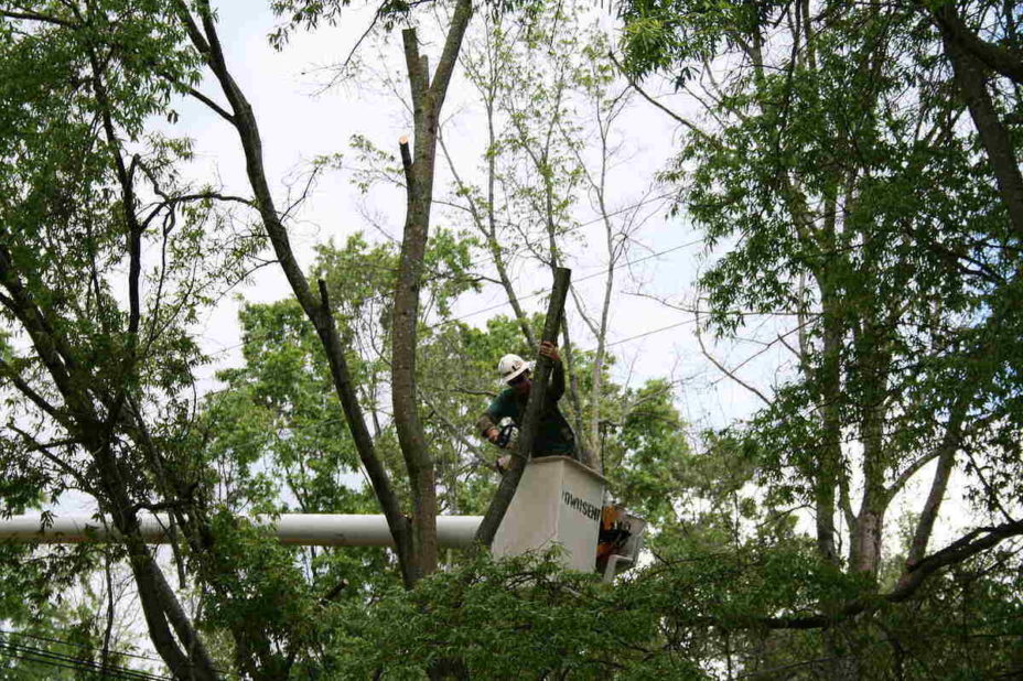 When is the Best Time to Trim, Prune Trees?