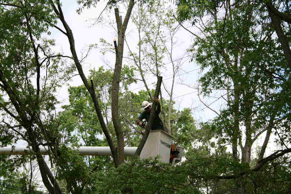 Tree trimming