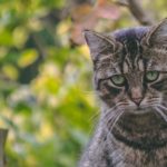 How to Keep Cats Out of Your Yard