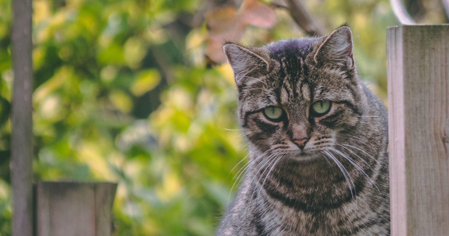 How To Keep Cats Out Of Your Yard Lawnstarter