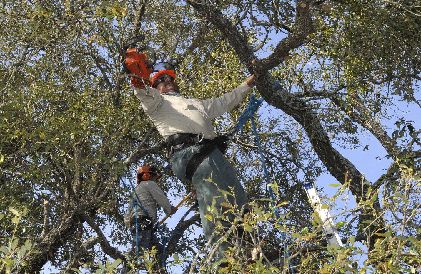 Tree Trimming Safety - OSHA Safety Manualssafetymanualosha.com