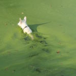 Live by the Water? Prevent Algae Blooms with Lake-Friendly Lawn Care