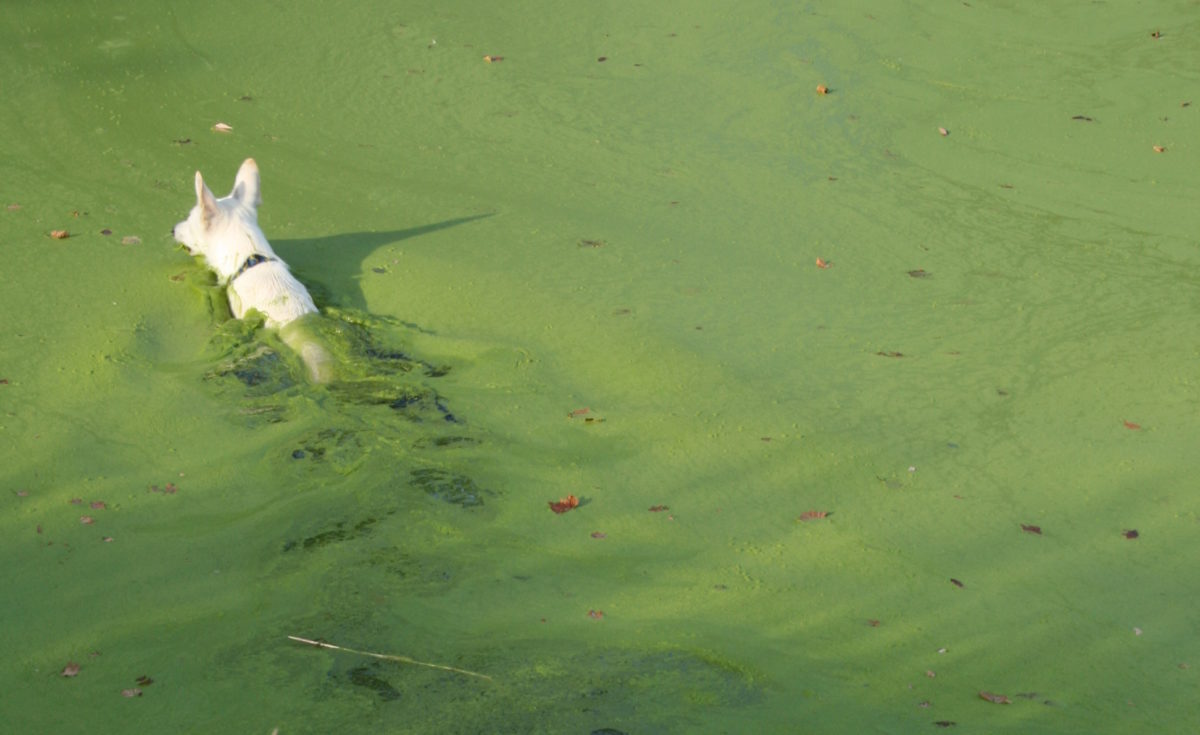 Photo of german shepherd swimming in algae