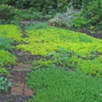 Eco-Friendly Grass Alternatives For A Low Maintenance Lawn