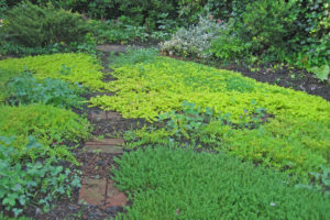 Alternative lawn