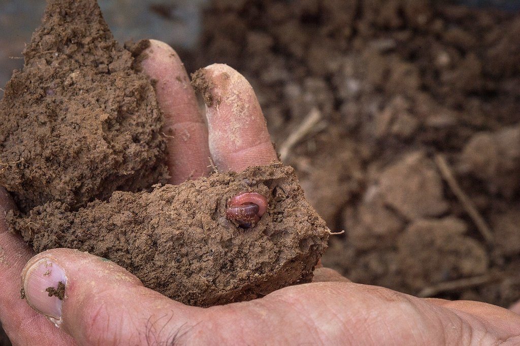 Healthy soil has pores, leaving room for air, grass roots — and beneficial earthworms.