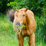 Grass Clippings Can Sicken Horses, Pets, Livestock