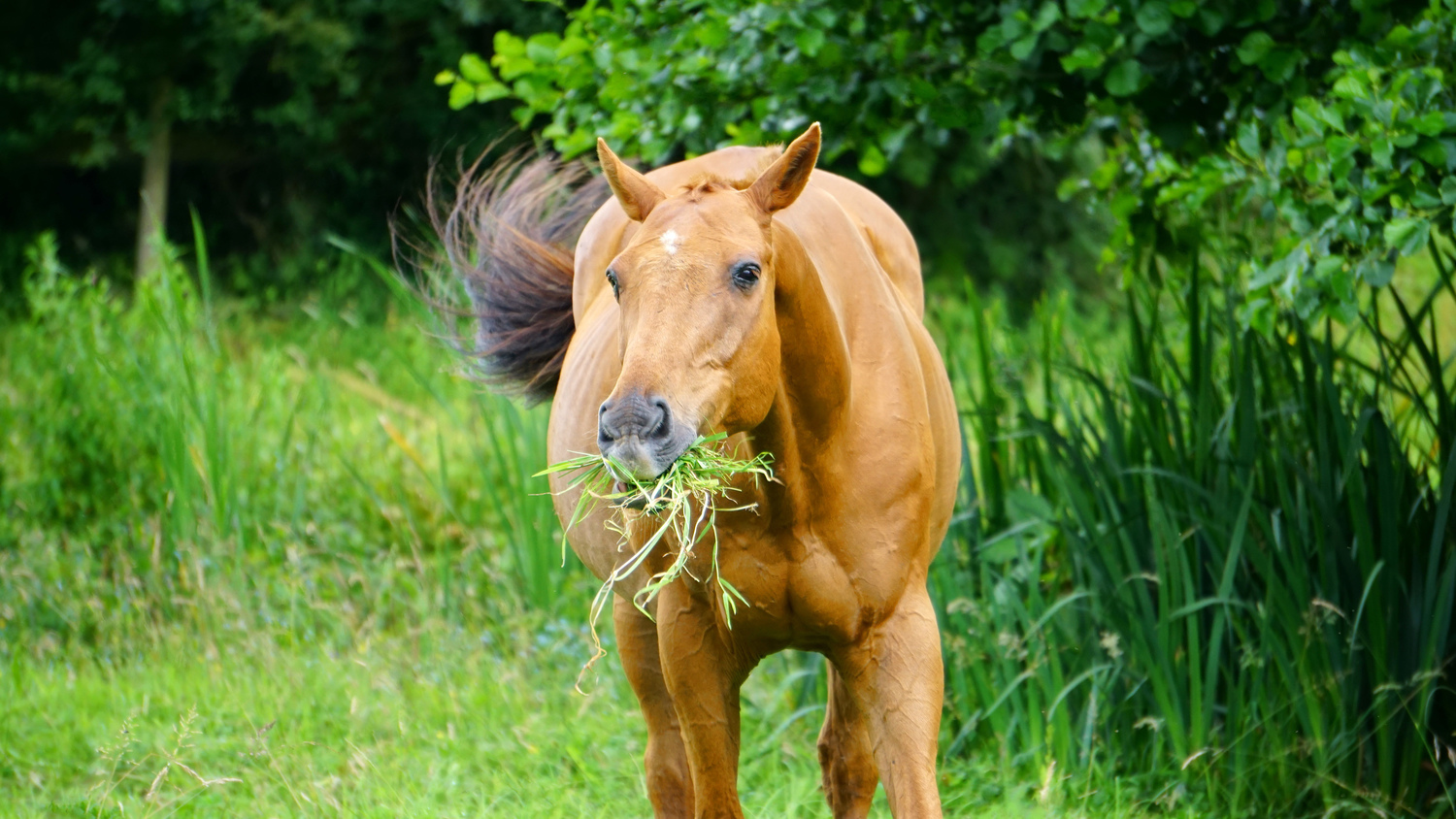 Grass Clippings Can Sicken Horses, Pets, Livestock - Lawnstarter