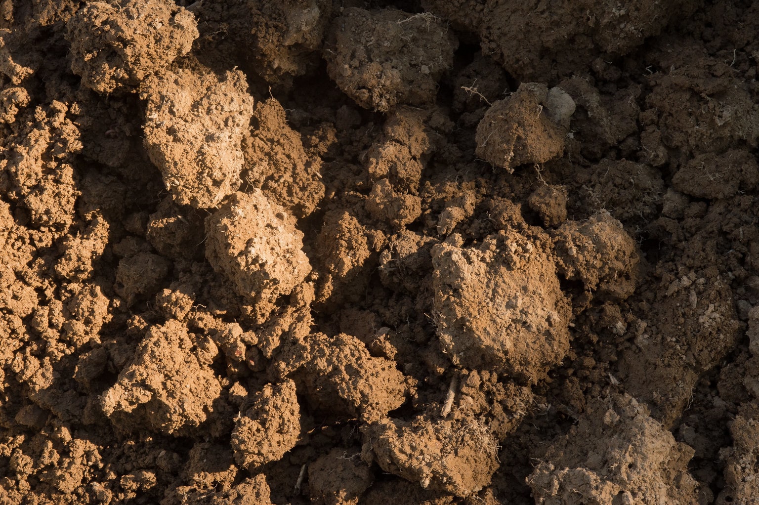 moist healthy soil. USDA photo by Lance Cheung