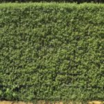 11 of the Best Privacy Hedges
