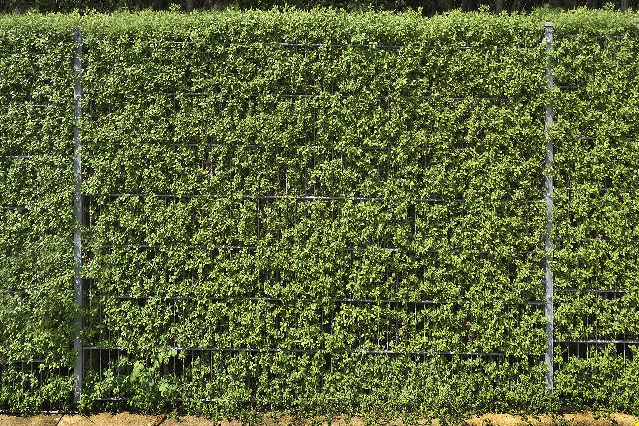 11 Of The Best Privacy Hedges Lawnstarter