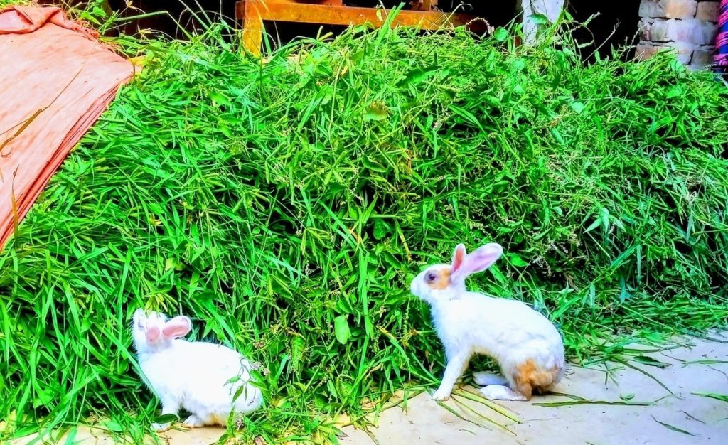 Rabbits at a huge pile of fresh clippings.