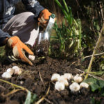 Planting Bulbs in Fall: What to Plant, When, and How