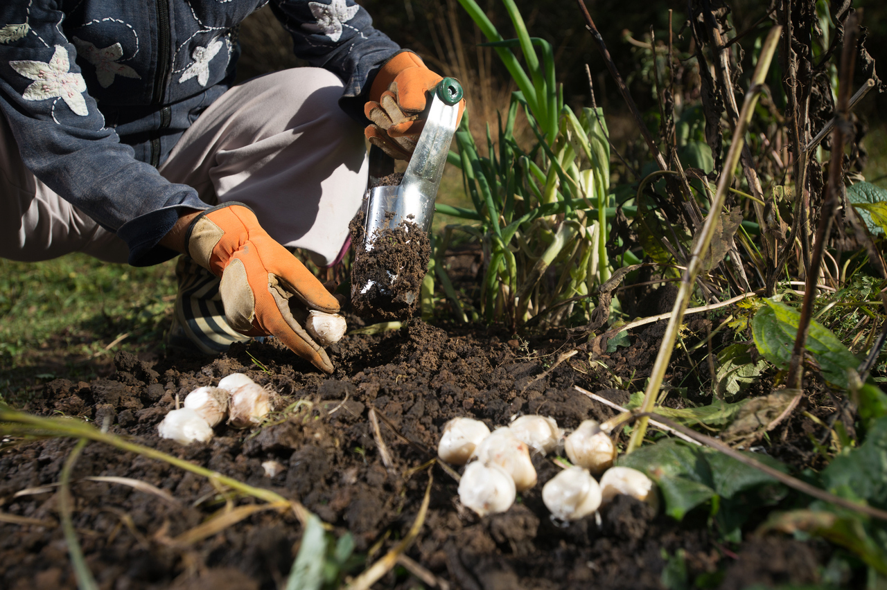 Planting bulbs using specialized tool