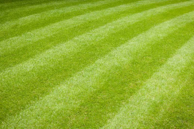 Close-up of healthy green striped lawn