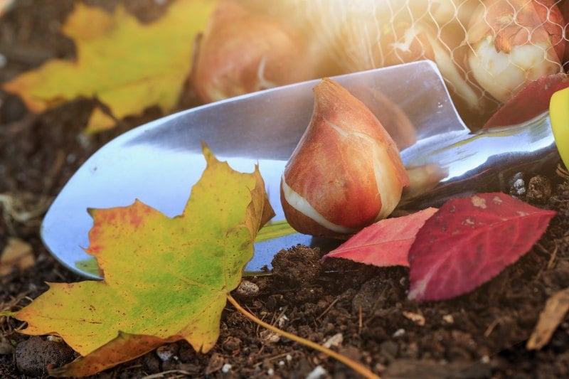 Close-up of tulip bulbs resting on soil beside a gardening trowel, surrounded by colorful autumn leaves in warm sunlight.