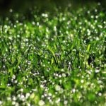 Why Mowing a Lawn When Wet Is (Usually) Bad