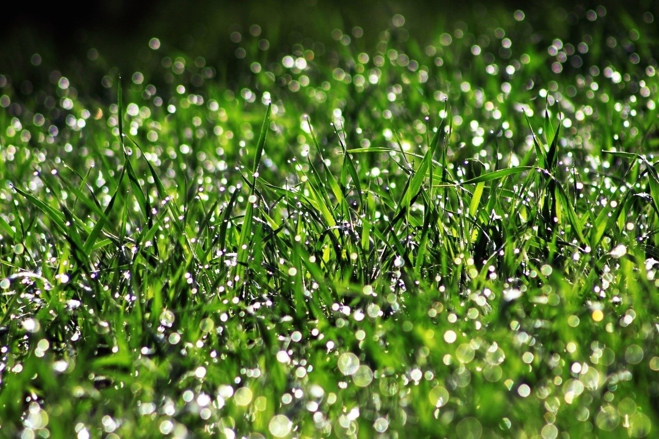 Water drops on grass