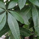 Caring for a Money Tree Plant Takes More Than Good Luck