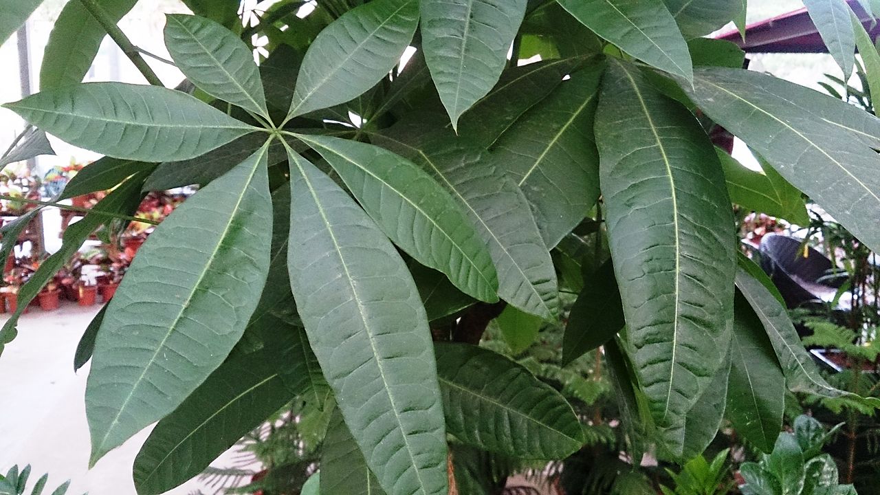 Caring For A Money Tree Plant Takes More Than Good Luck - 