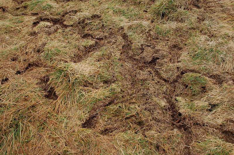 Dealing With Voles Vole Damage In Lawns Lawnstarter