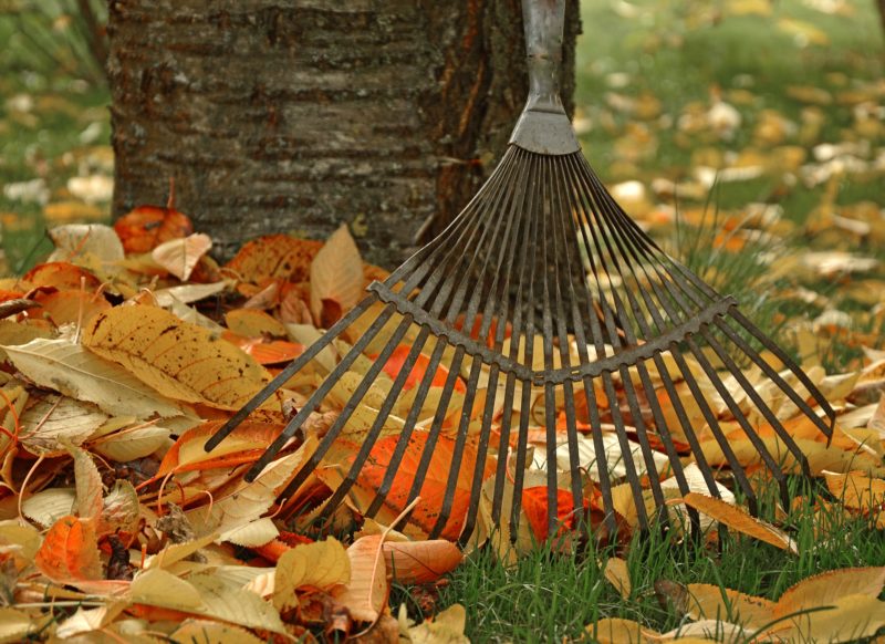 How to Rake Leaves (and 7 Things To Do With Them) Lawnstarter