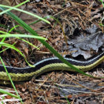 Garter Snake in the Garden? Let It Be