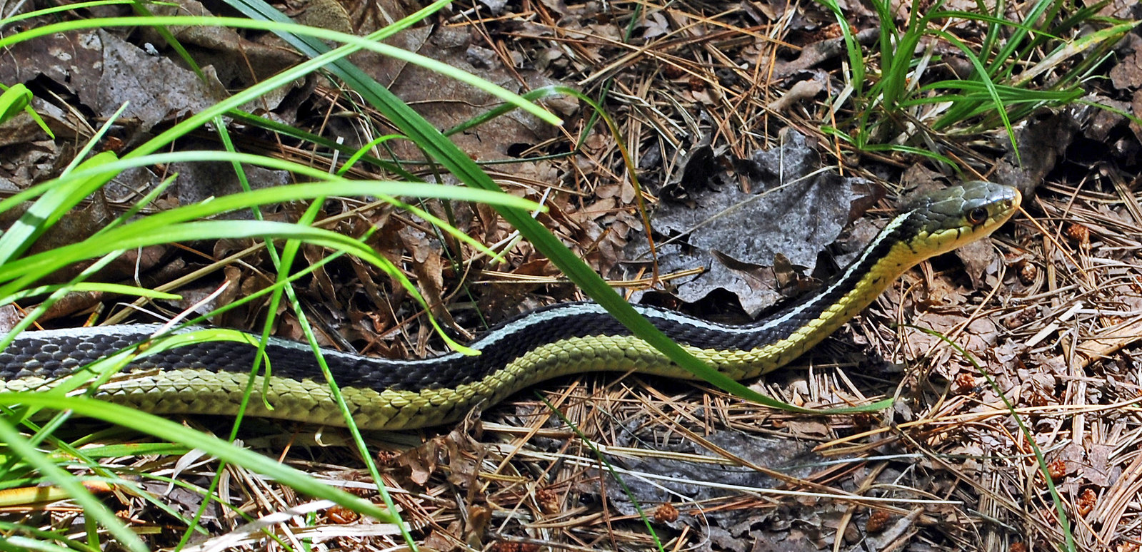 Beneficial garter snake