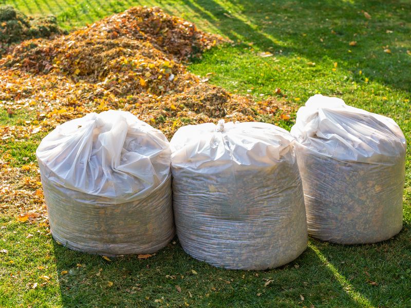 Pile of yellow and orange fallen leaves collected in big white plastic bags on green grass lawn at backyard.