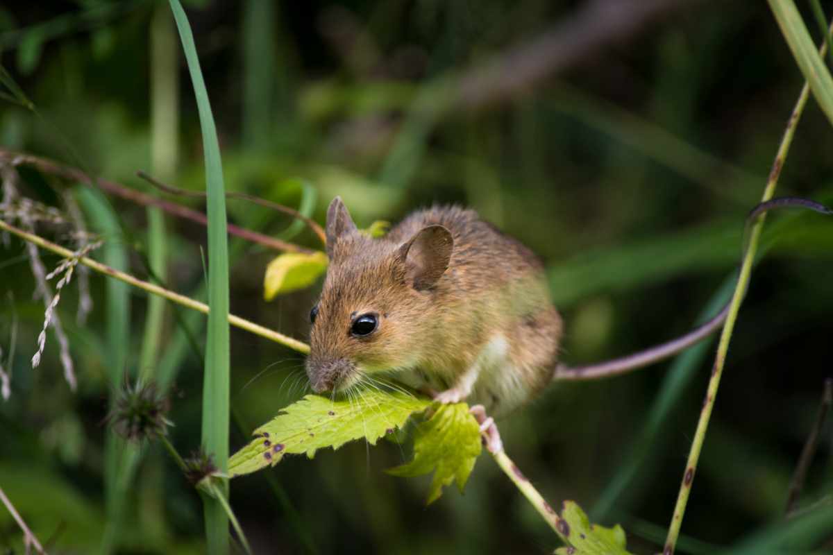 mice in the nature