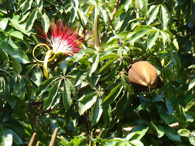 Caring for a Money Tree Plant Takes More Than Good Luck