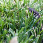 Garter Snake in the Garden? Let It Be