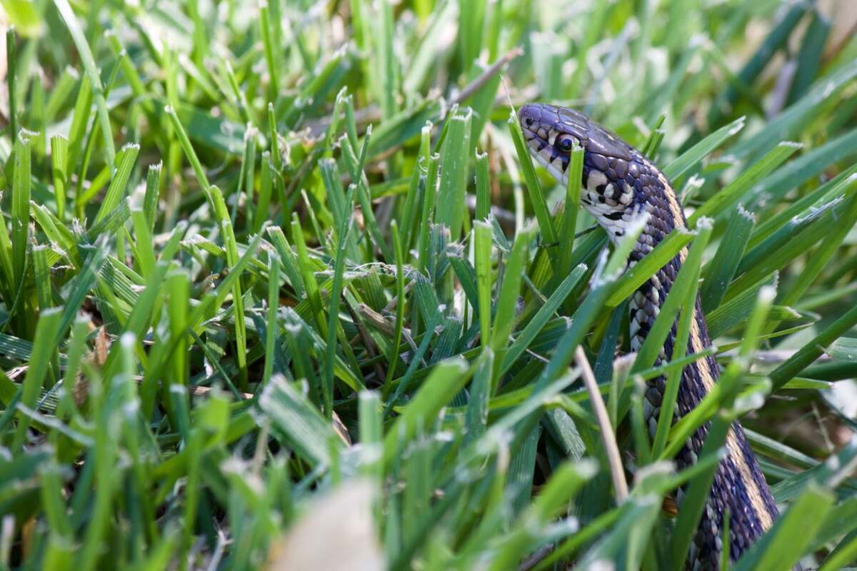 snake in garden