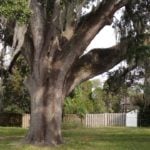 Taking Care of Aging Trees