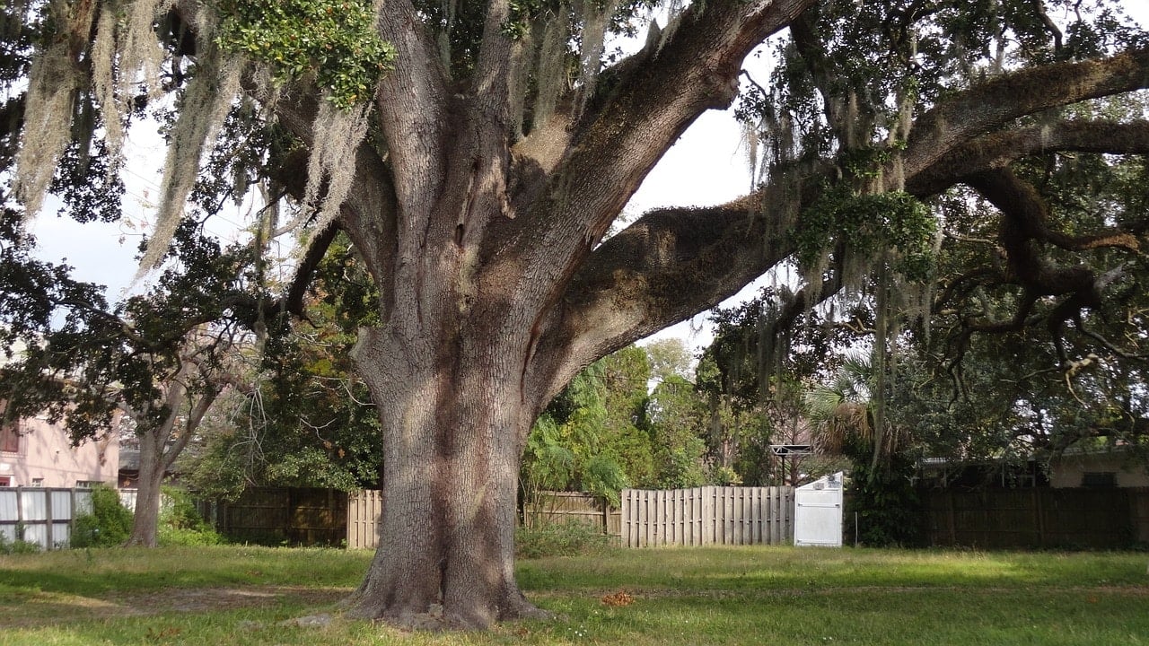 Old oak tree