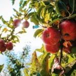 How, When, Why to Prune Apple Trees