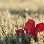 How to Winterize Your Lawn