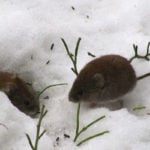 How to Get Rid of Voles and Repair Your Lawn