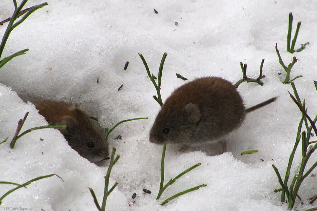 Mouses on Snow