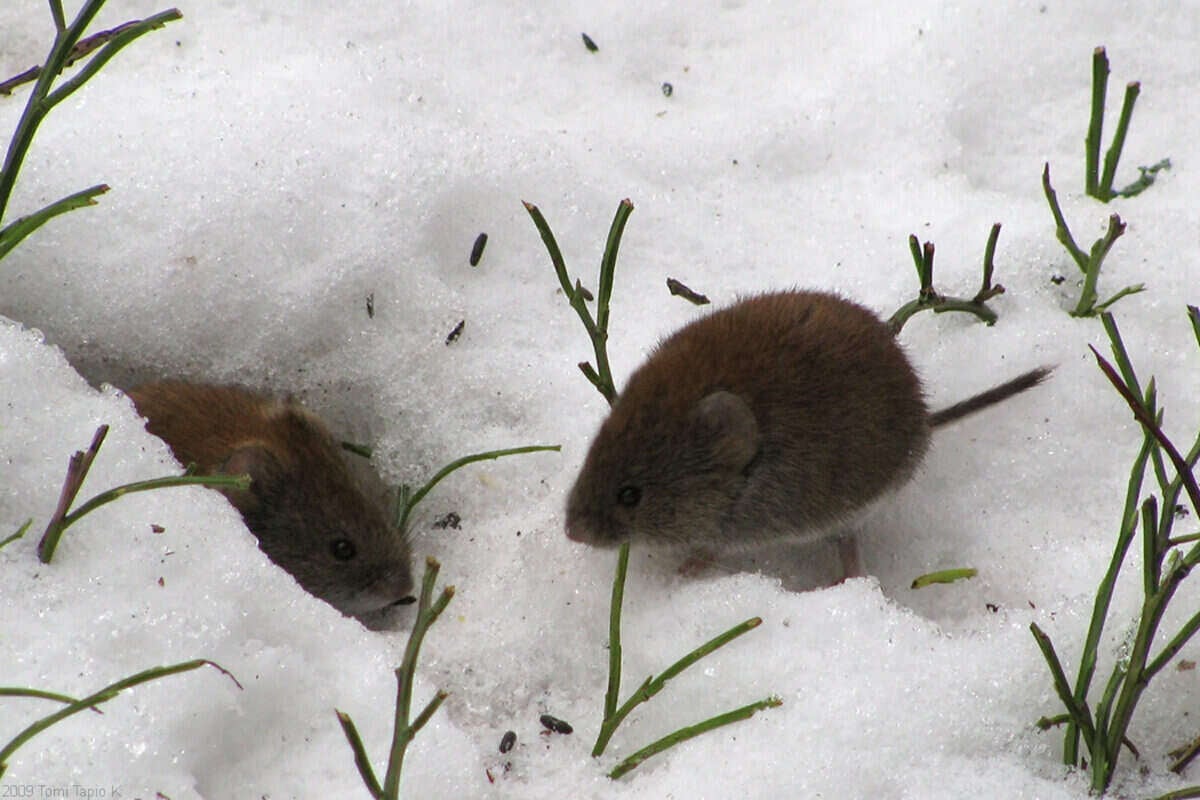 How to Trap Voles, Vole Trapping