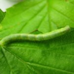 Controlling Cankerworms by Tree Banding
