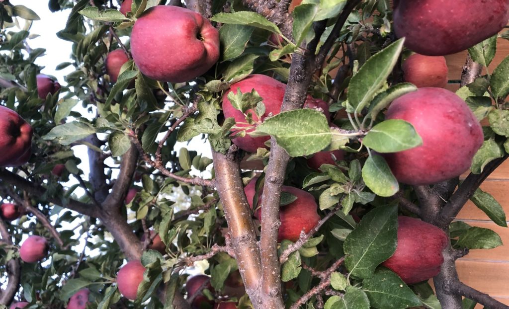Apple tree pruning for fruit production