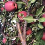 How, When, Why to Prune Apple Trees