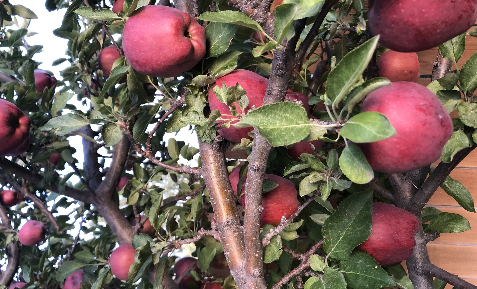 सेब फल पेड़ पंक्ति अभिविन्यास वर्जीनिया