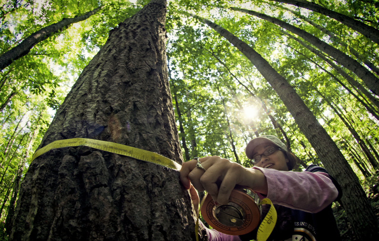 Measuring tree to estimate age