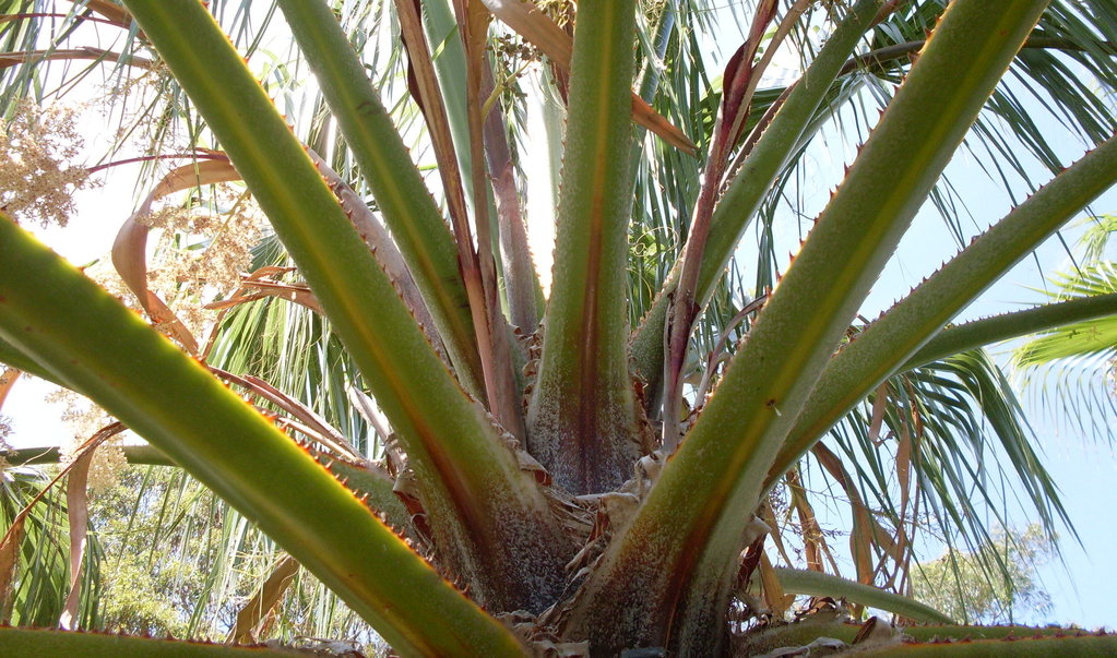 Thorns on Mexican fan palm